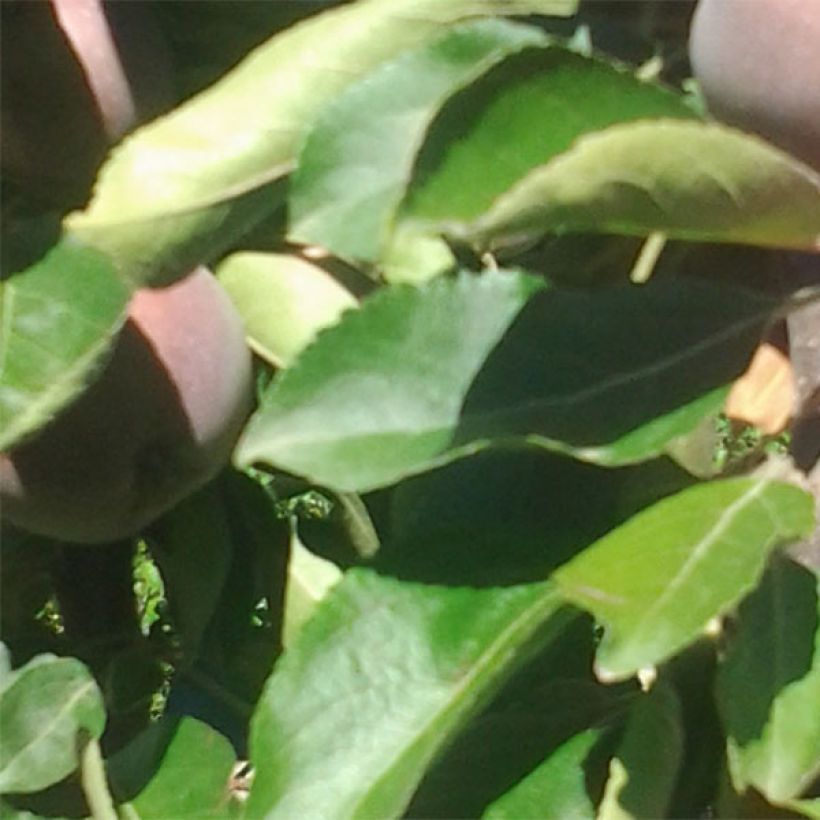 Säulenapfel Ballerina Polka - Malus domestica (Foliage)