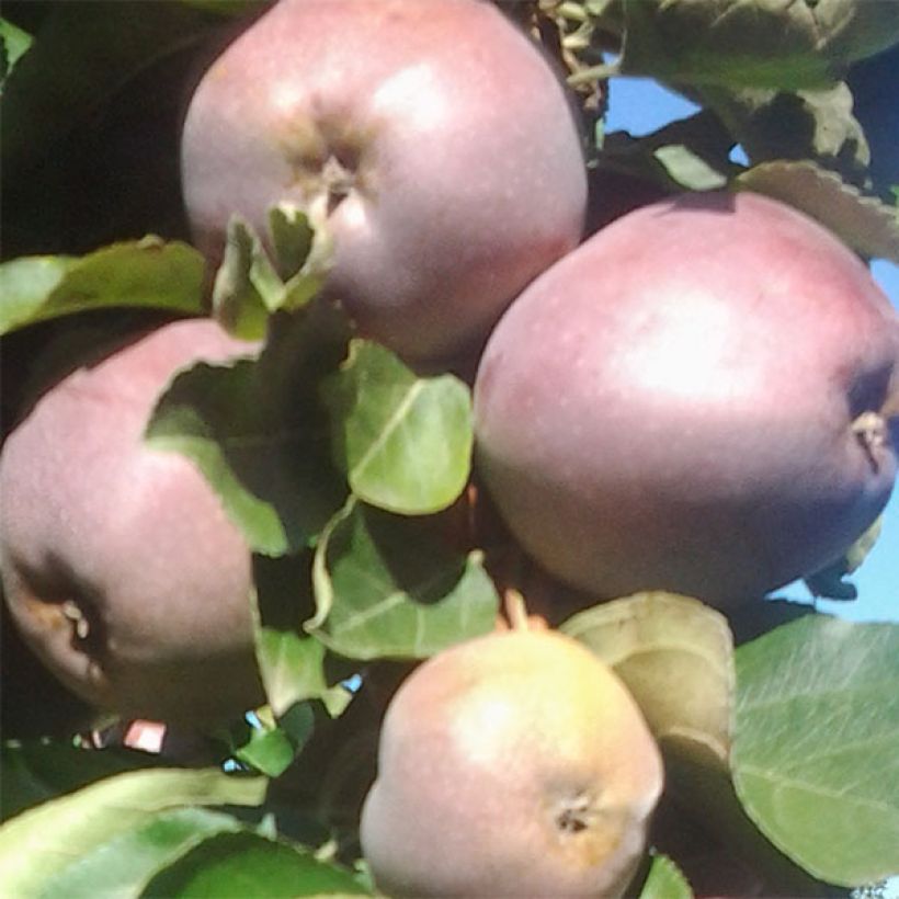 Säulenapfel Ballerina Polka - Malus domestica (Harvest)