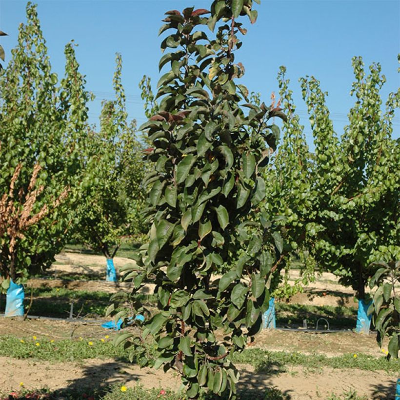Säulenapfel Ballerina Maypole - Malus domestica (Plant habit)
