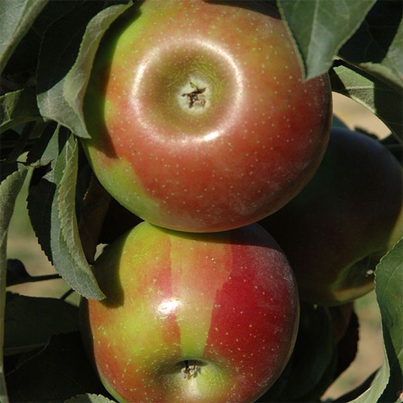 Säulenapfel Ballerina Valse - Malus domestica (Harvest)