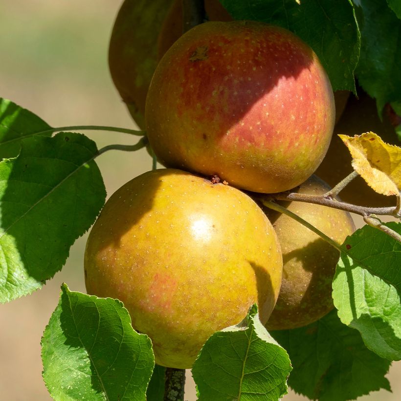 Säulenapfel Cheverny delcolin - Malus domestica (Harvest)