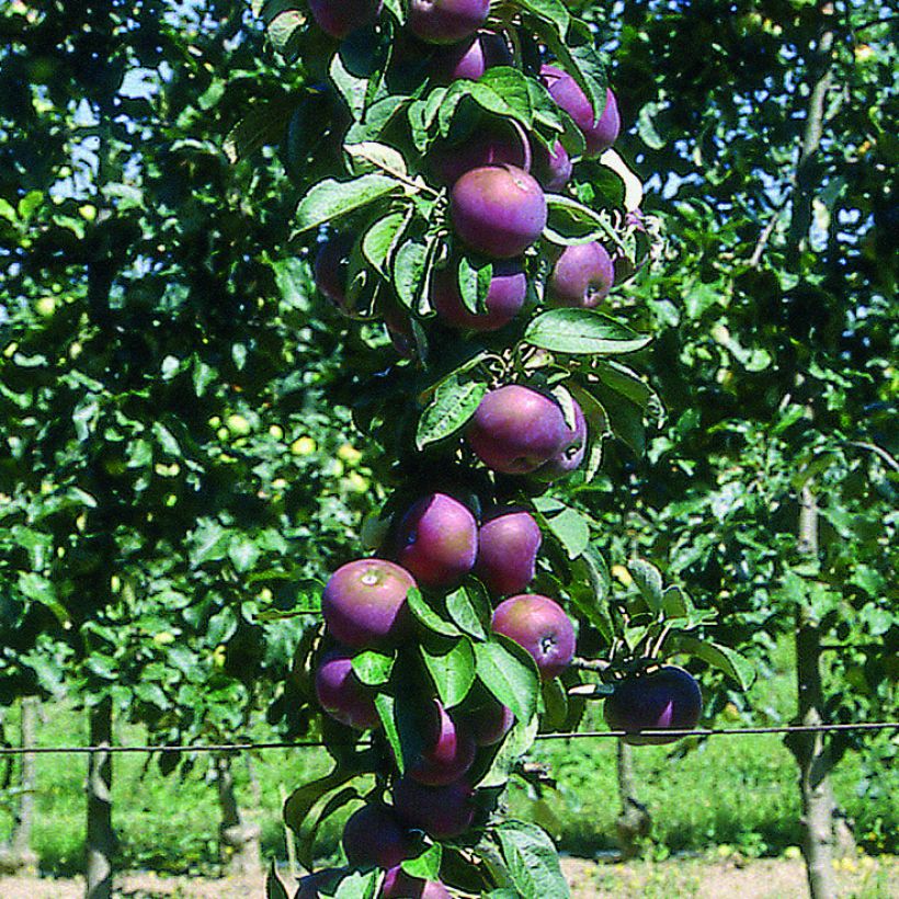 Säulenapfel Chinon Delcoblu - Malus domestica (Harvest)