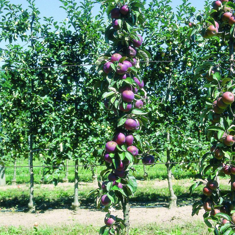 Säulenapfel Chinon Delcoblu - Malus domestica (Plant habit)