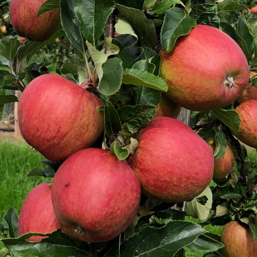 Säulenapfel Courson delfloden - Malus domestica (Harvest)