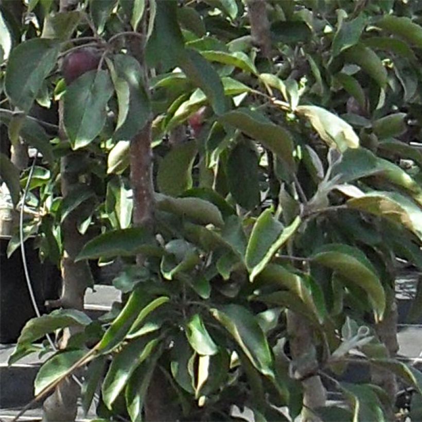 Apfelbaum Pomfital - Malus domestica (Foliage)