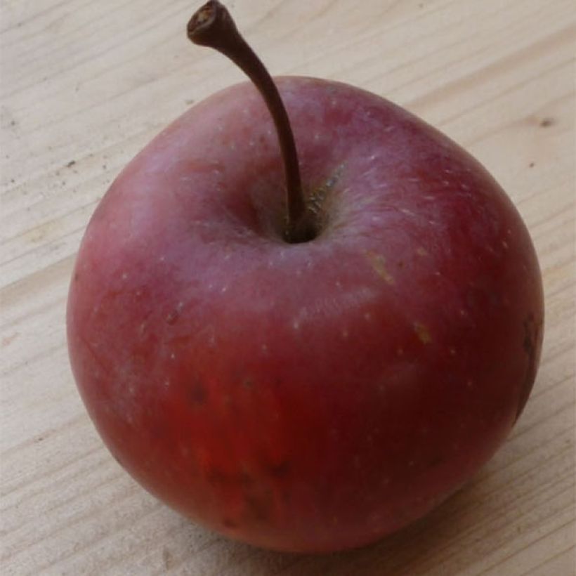 Apfelbaum Pomfital - Malus domestica (Harvest)