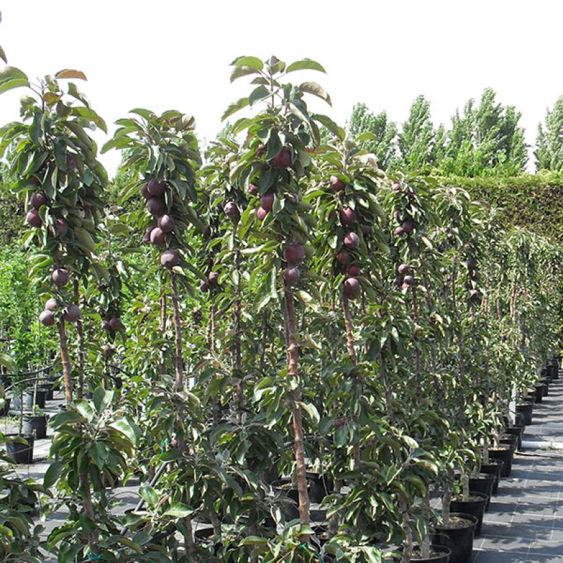 Apfelbaum Pomfital - Malus domestica (Plant habit)