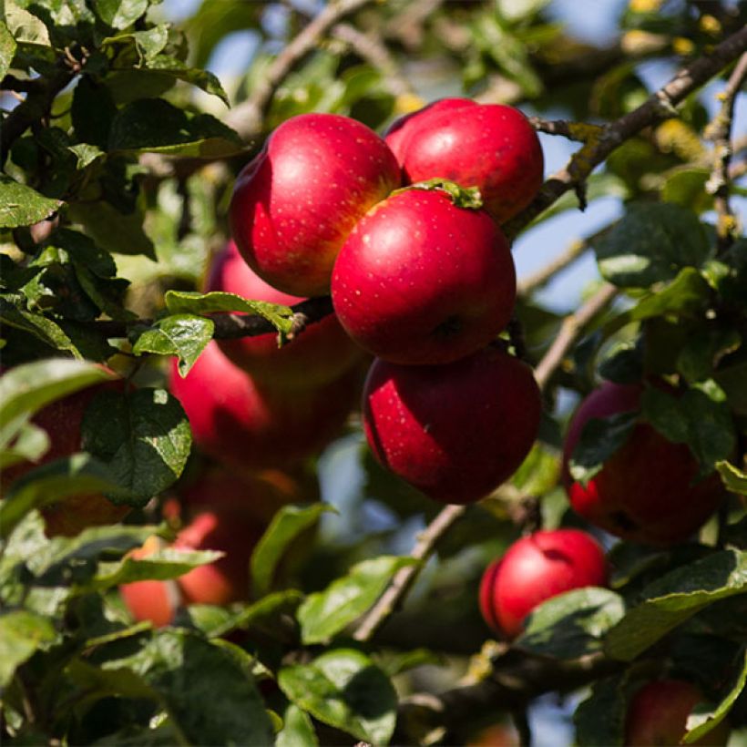 Apfelbaum Red Sensation - Malus domestica (Harvest)