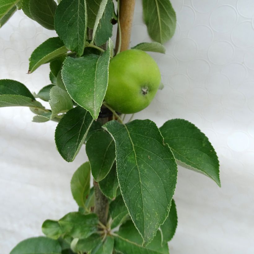 Säulenapfel Rhapsodiecov - Malus domestica (Foliage)