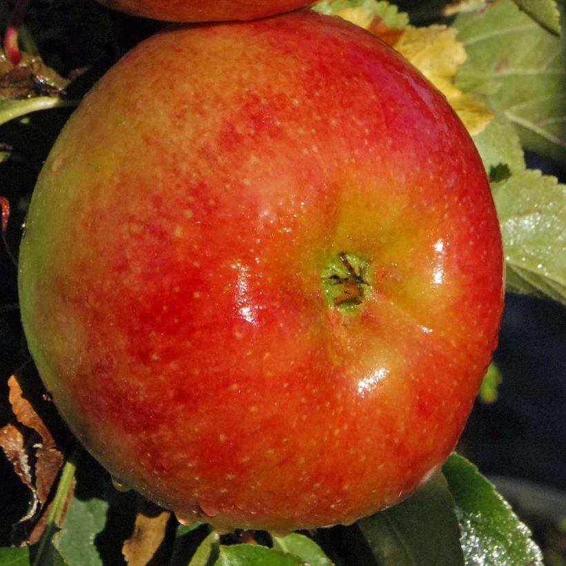 Säulenapfel Rhapsodiecov - Malus domestica (Harvest)