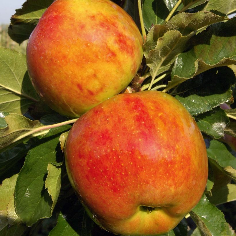 Säulenapfel Ballerina Bolero - Malus domestica (Harvest)