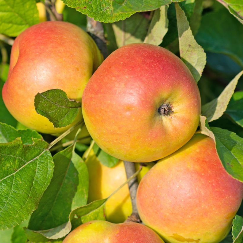 Säulenapfel Sonate cov - Malus domestica (Harvest)