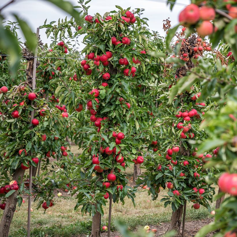 Säulenapfel Vaux Le Vicomte delcosu - Malus domestica (Plant habit)