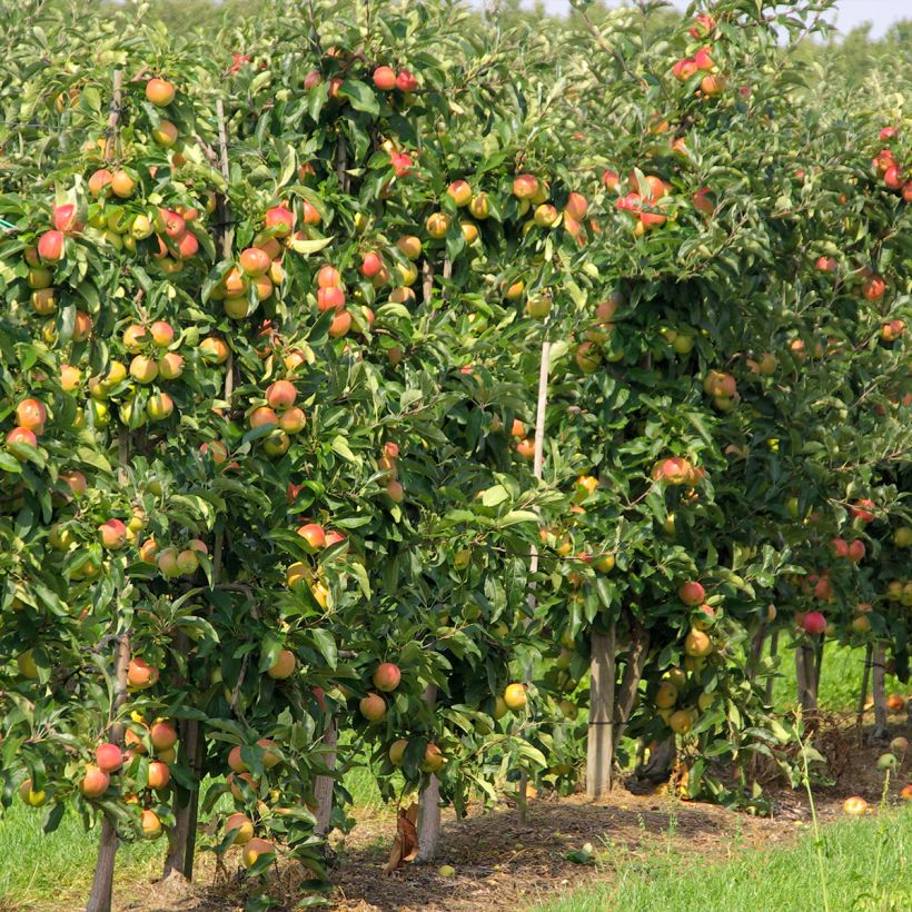 Säulenapfel Versailles - Malus domestica (Plant habit)