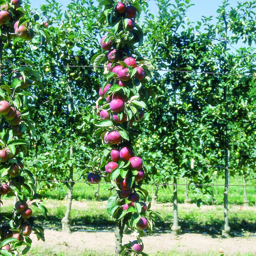Säulenapfel Villandry Delcoti - Malus domestica (Plant habit)