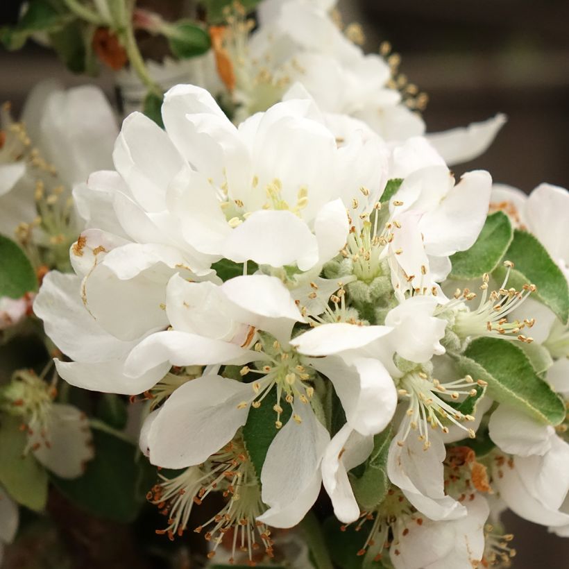 Säulenapfel Villandry Delcoti - Malus domestica (Blüte)