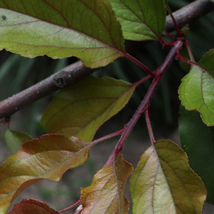 Purpur-Apfel Aldenhamensis - Malus purpureus (Foliage)