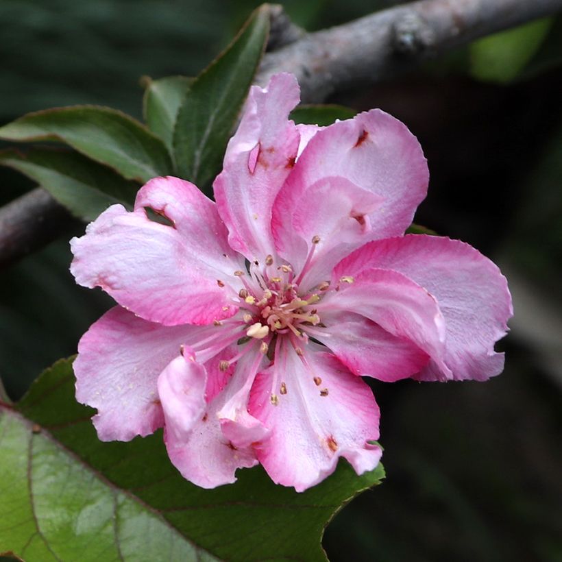 Purpur-Apfel Aldenhamensis - Malus purpureus (Flowering)