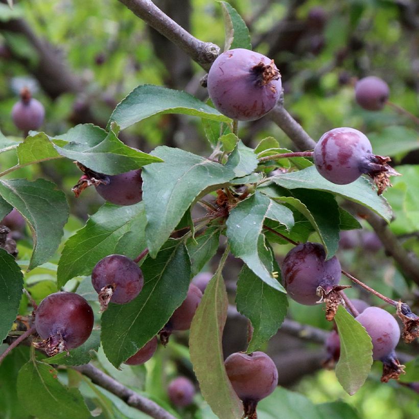 Purpur-Apfel Aldenhamensis - Malus purpureus (Harvest)