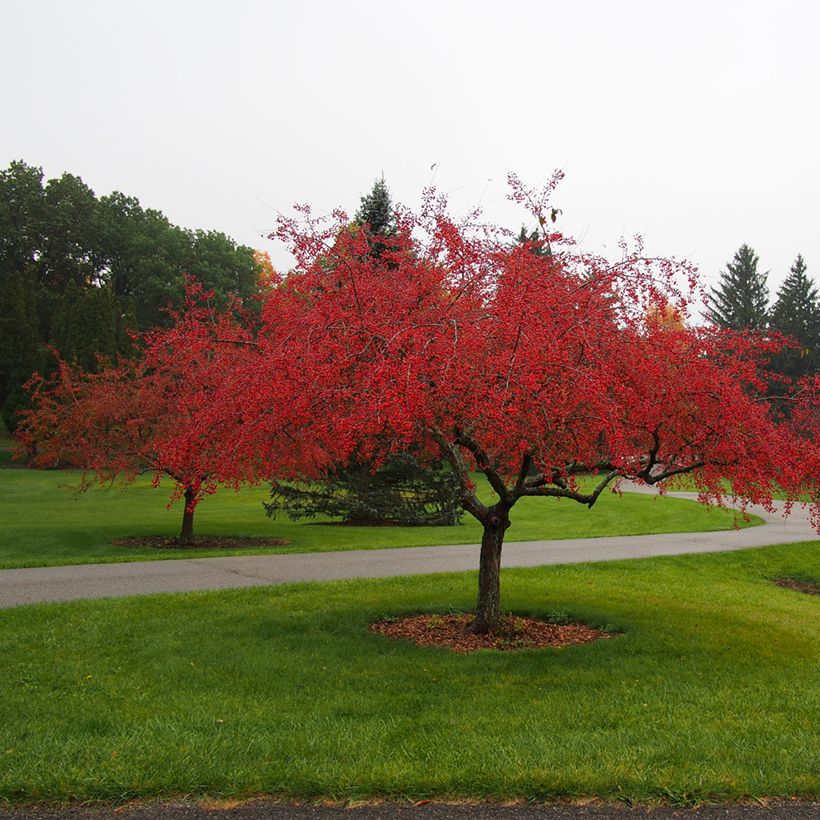 Zierapfel Indian Magic - Malus (Plant habit)