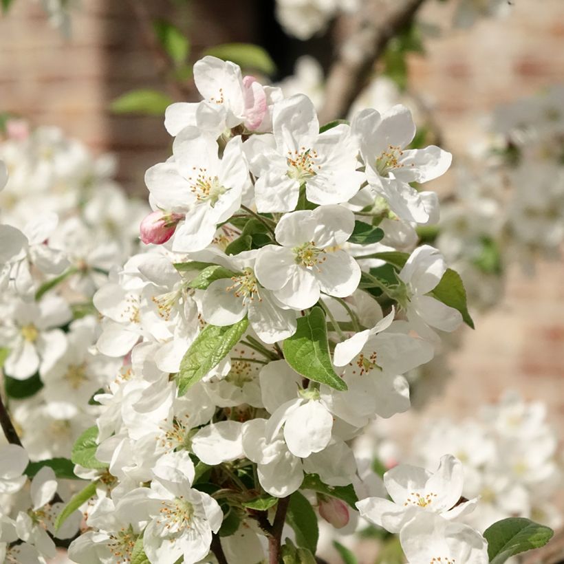 Zierapfel Evereste 'Perpetu' - Malus (Flowering)