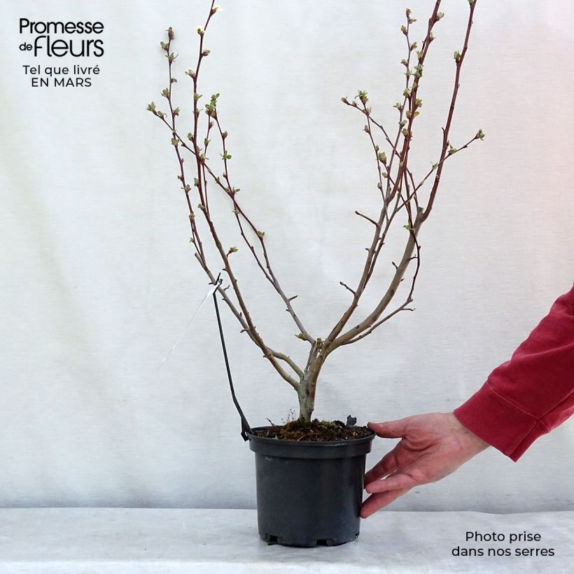 Exemplar von Zierapfel Evereste 'Perpetu' - Malus Topf mit 3L/4L wie im Winter geliefert