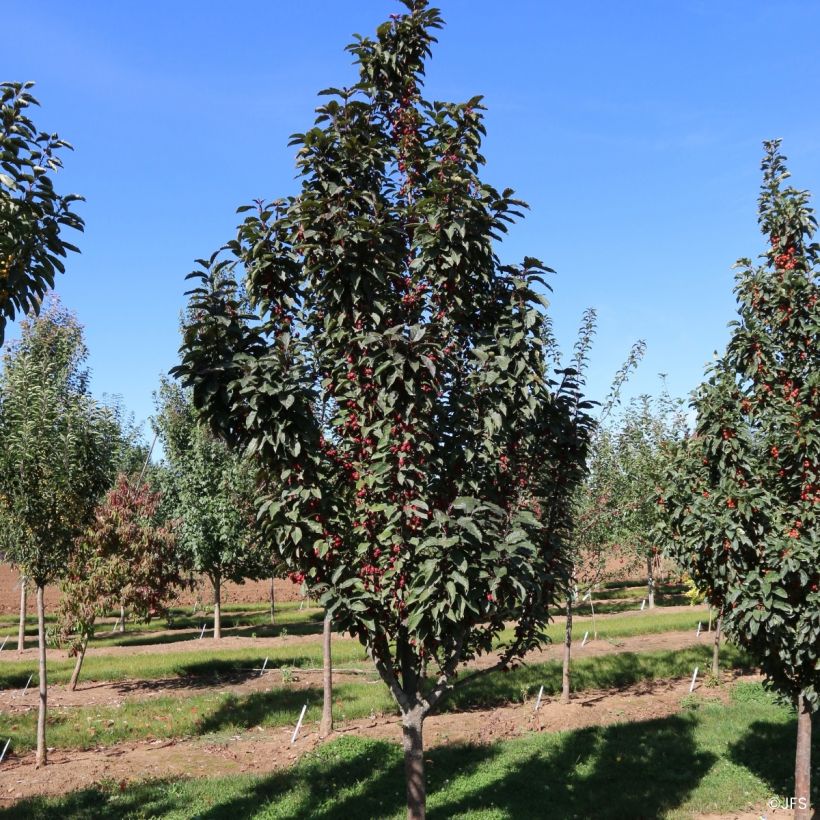 Zierapfel Raspberry Spear - Malus  (Hafen)