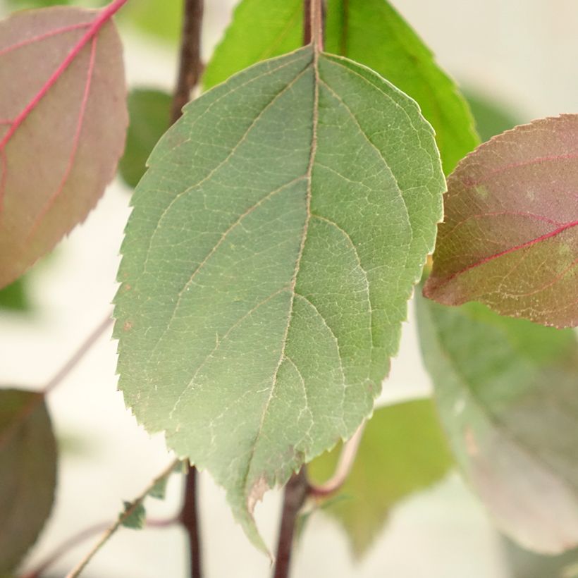 Zierapfel Royal Beauty - Malus (Foliage)