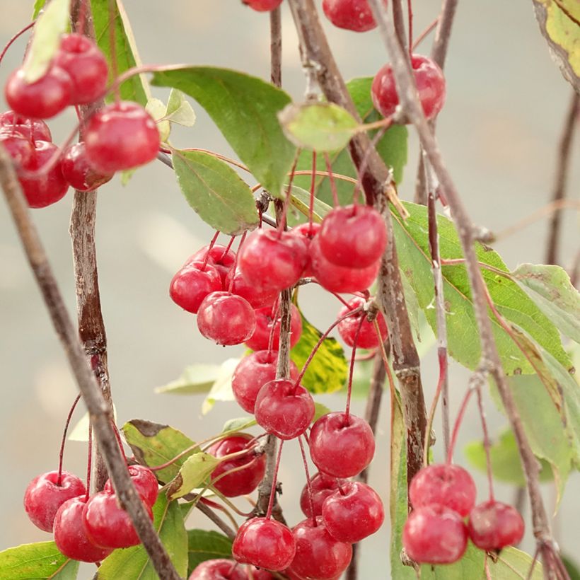 Zierapfel Royal Beauty - Malus (Harvest)