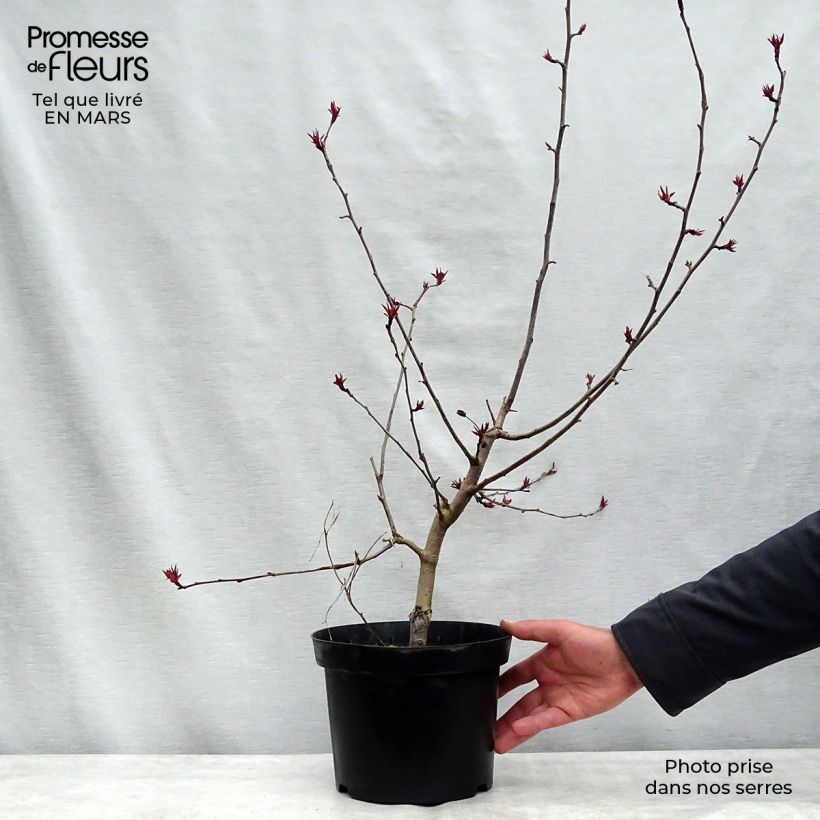 Example of Zierapfel Rudolph - Malus Topf mit 4L/5L as you get in hiver