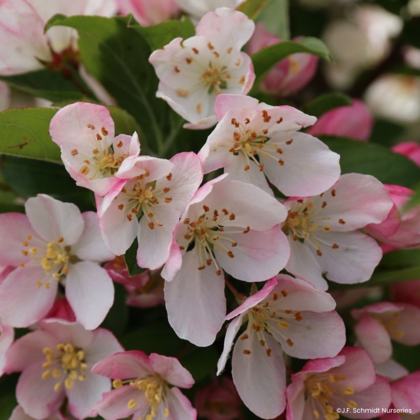 Zierapfel JFS Sparkling Sprite - Malus (Blüte)