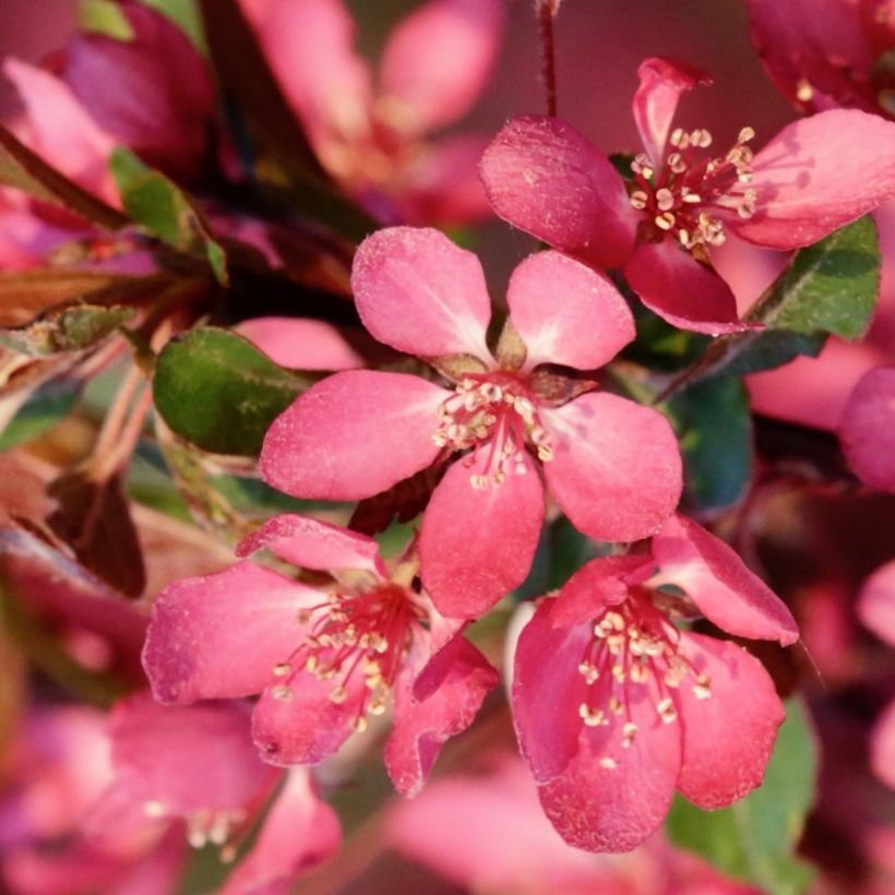 Zierapfel Freja - Malus toringo (Flowering)