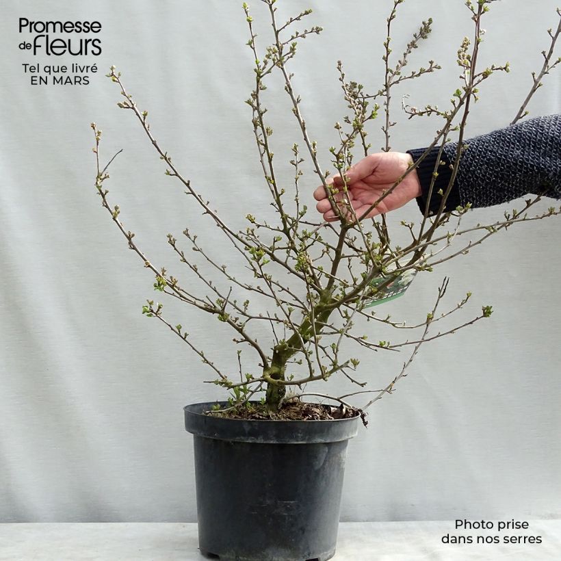 Example of Zierapfel Tina - Malus toringo var. sargentii Topf mit 7,5L/10L as you get in hiver