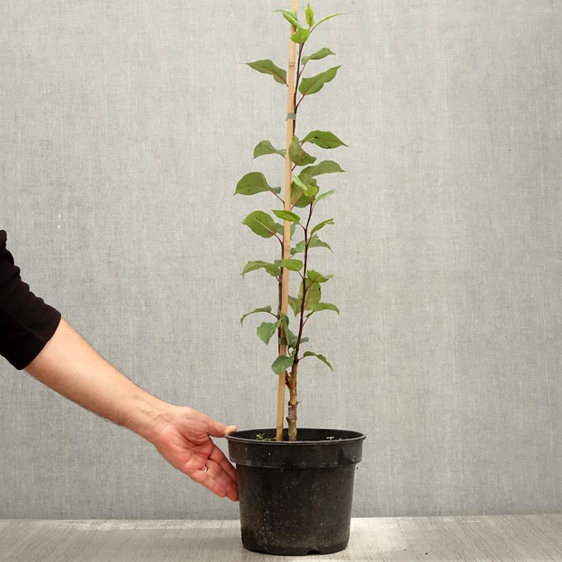 Example of Zwerg-Zierapfel - Malus micromalus Topf mit 4L/5L as you get in automne