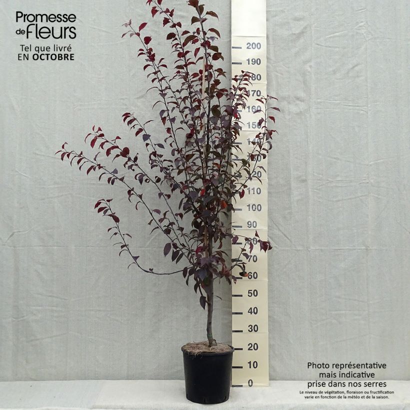 Example of Zierapfel Coccinella Courtarou - Malus Topf mit 7,5L/10L as you get in automne