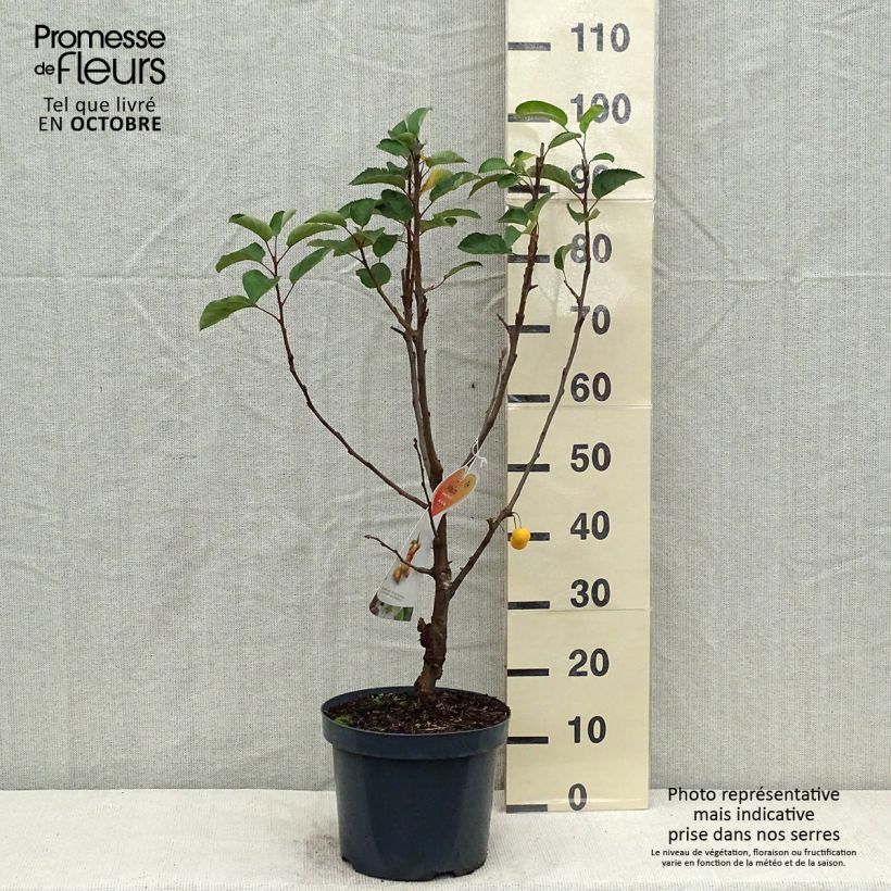 Example of Zierapfel Golden Hornet - Malus Topf mit 6L/7L as you get in automne