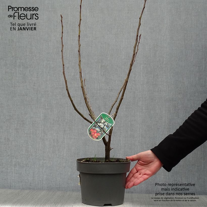 Example of Zierapfel John Downie - Malus Topf mit 4L/5L as you get in hiver