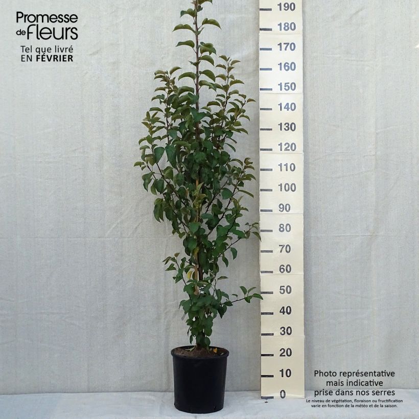 Example of Zierapfel Evereste 'Perpetu' - Malus Topf mit 6L/7L as you get in automne