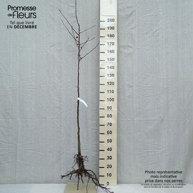 Example of Zierapfel Evereste 'Perpetu' - Malus Wurzelnackt as you get in hiver
