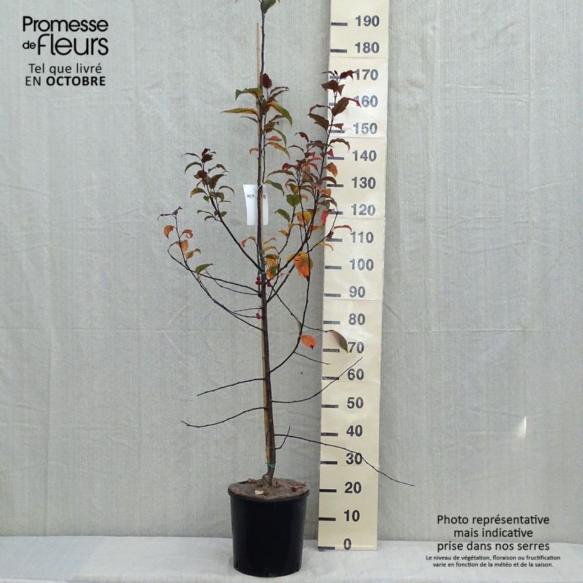 Example of Zierapfel Prairiefire - Malus Topf mit 12L/15L as you get in automne
