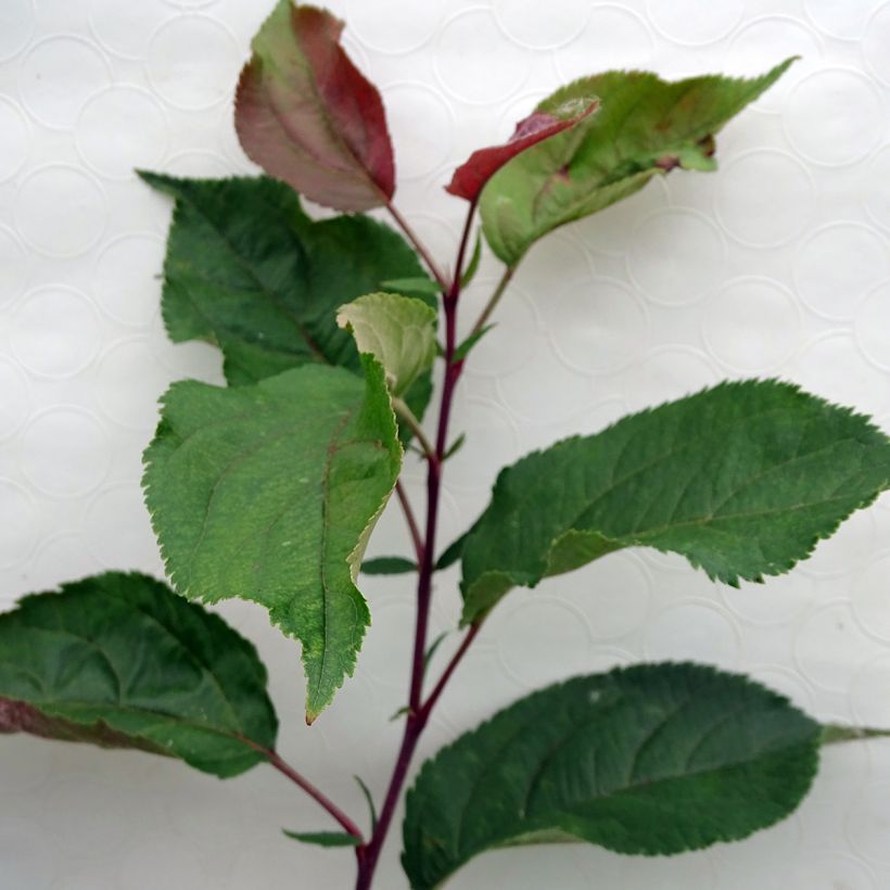 Zierapfel Red Obelisk - Malus (Foliage)