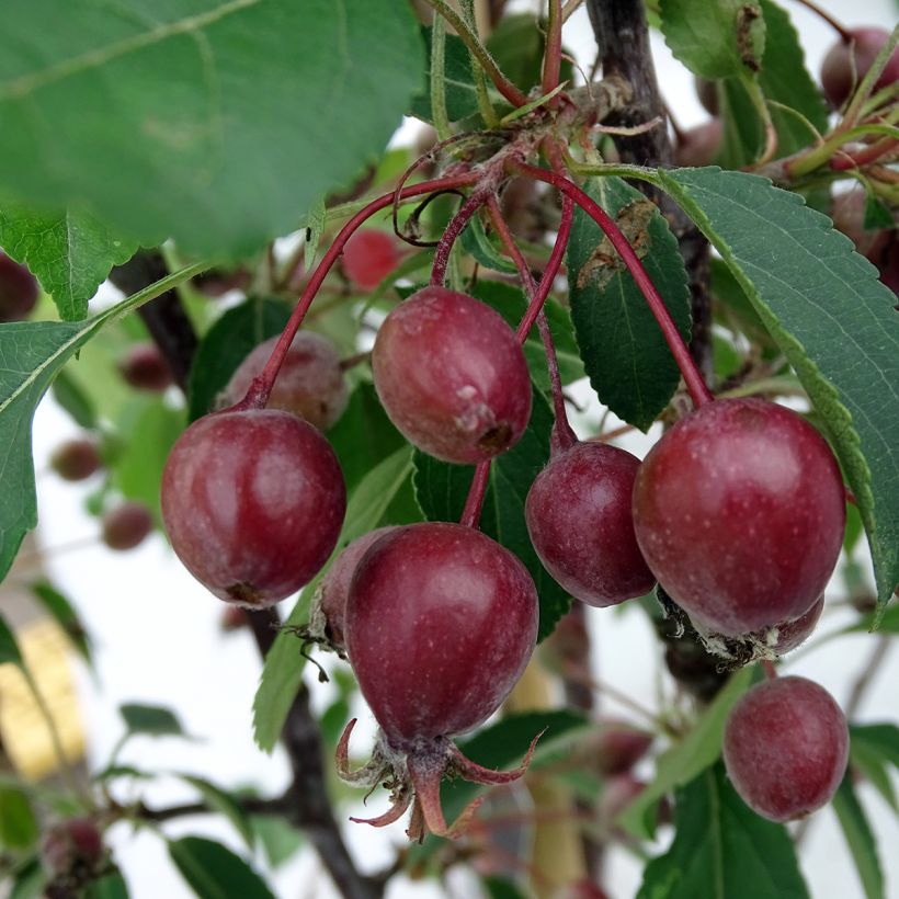 Zierapfel Red Obelisk - Malus (Harvest)