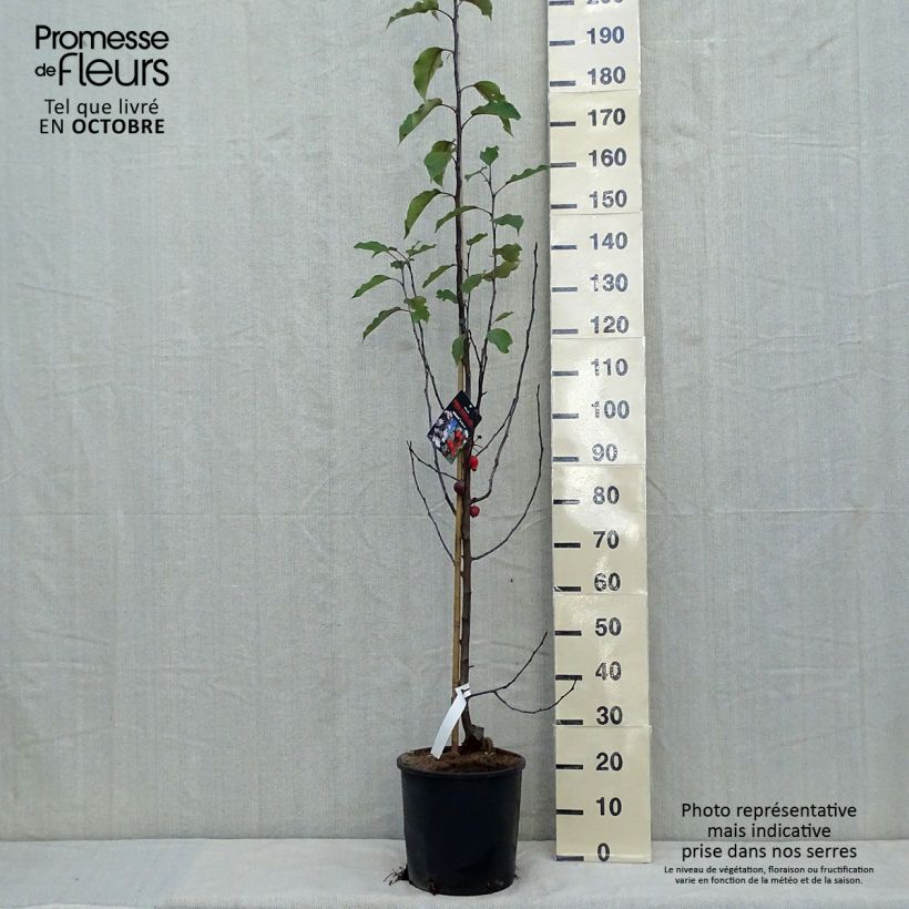Example of Zierapfel Red Obelisk - Malus Topf mit 12L/15L as you get in automne