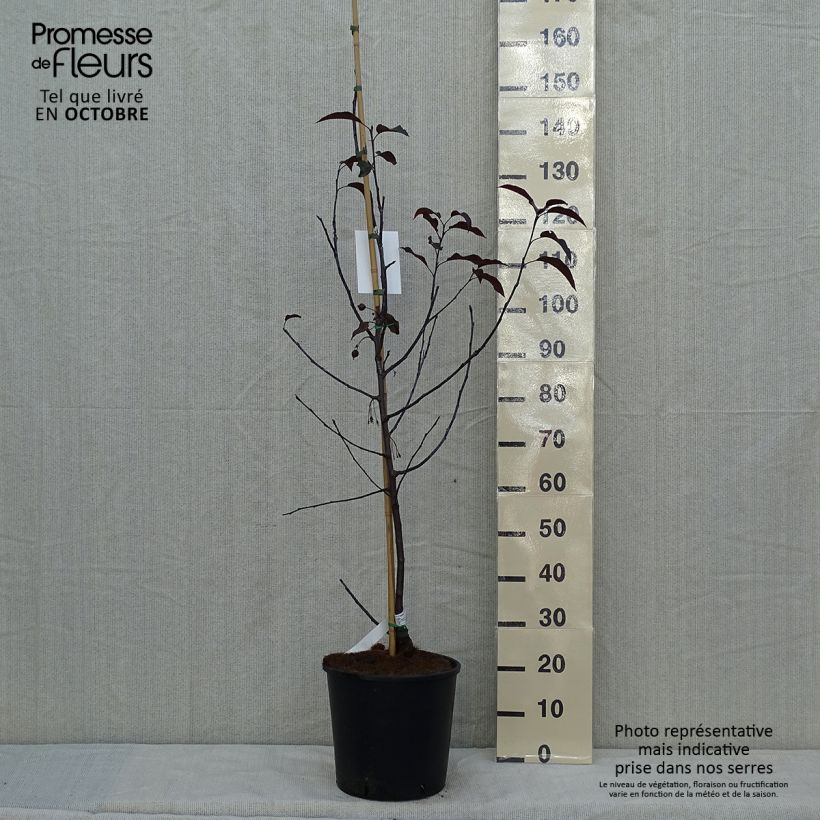 Example of Zierapfel Royalty - Malus Topf mit 7,5L/10L as you get in automne