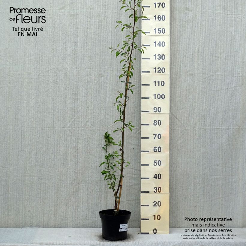 Exemplar von Zierapfel Brouwers Beauty - Malus toringo Topf mit 4L/5L wie im Frühjahr geliefert