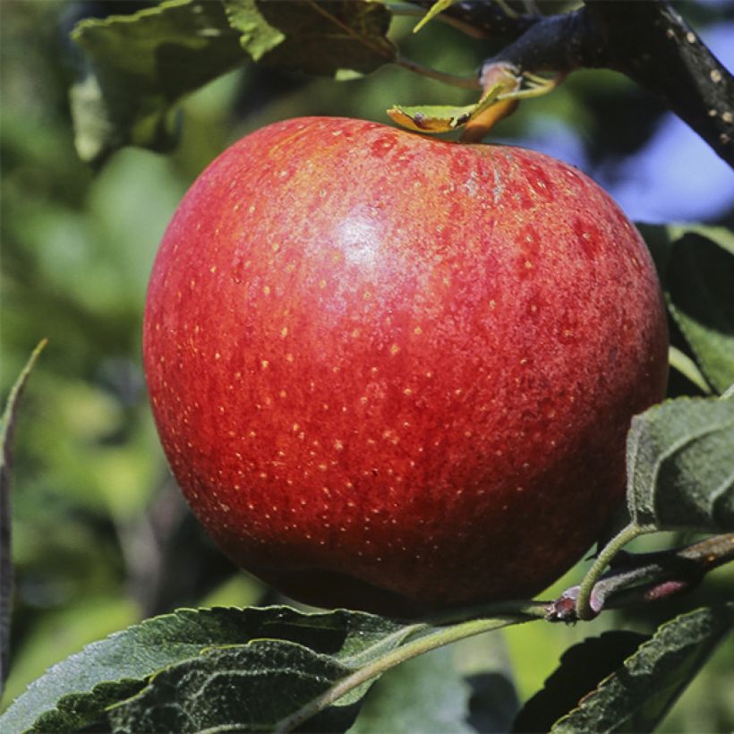 Apfelbaum Royal Gala - Malus domestica (Harvest)