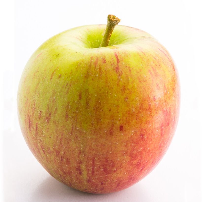 Zwergapfelbaum Delicado - Malus domestica (Harvest)