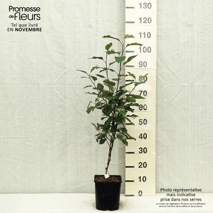 Example of Zwergapfelbaum Fruit Me Apple Me Red Gala - Malus domestica Topf mit 4L/5L, Zwergform as you get in automne