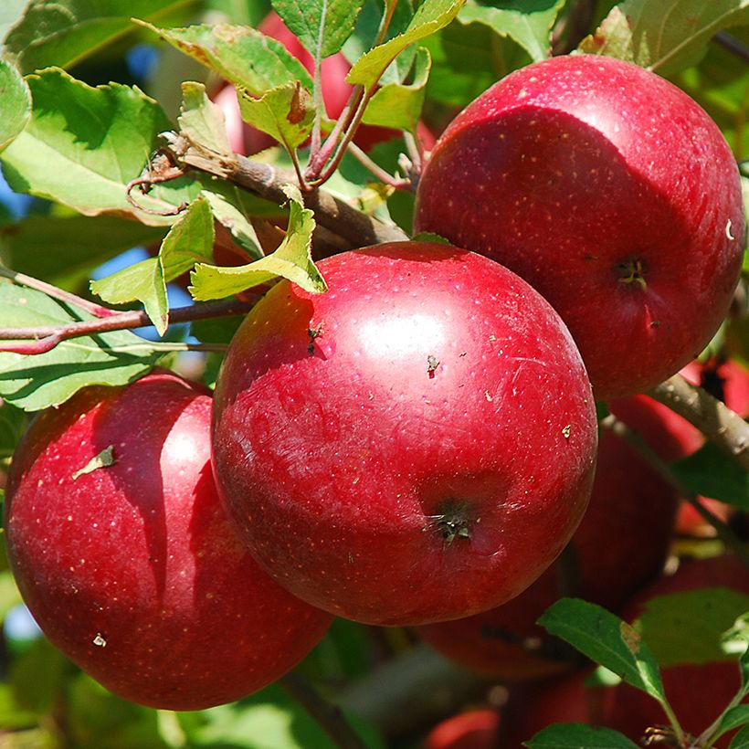 Zwergapfelbaum Fruit Me Apple Me Red Gala - Malus domestica (Harvest)