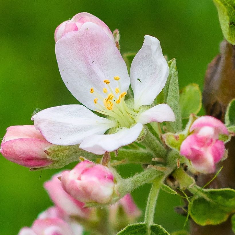 Zwergapfelbaum Fruit Me Apple Me Elstar - Malus domestica (Flowering)